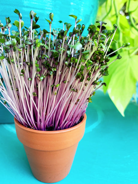 Red cabbage microgreens sprouting from SeedsNow, vibrant and fresh red cabbage seeds for nutritious microgreens.
