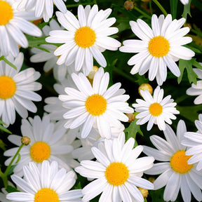 Shasta Daisy flower seeds from SeedsNow-Flowers, showing small green seed packets with detailed plant illustrations.