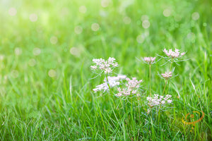 Caraway.