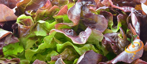 Lettuce - Burgundy Boston.