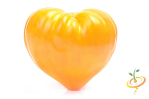 Tomato - Oxheart, Yellow (Indeterminate) - SeedsNow.com