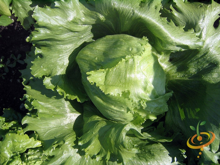 Lettuce - Crisphead - SeedsNow.com