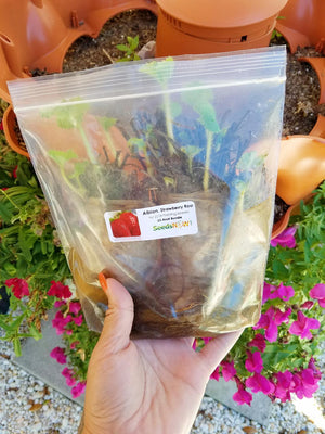 Strawberry Roots & Bundles - Albion - SeedsNow.com