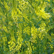 Cover Crop - Clover (Yellow Sweet Blossom) - SeedsNow.com